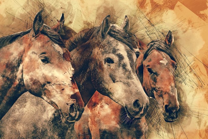 Horses Horse Head Animals Mammal Nature Equestrian